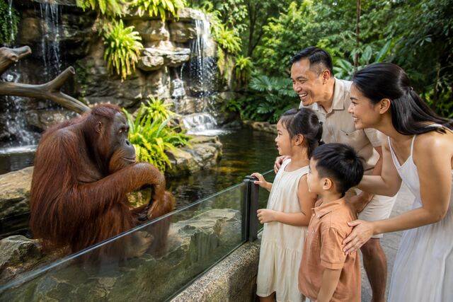 Family watching an orangutan at a lush tropical wildlife habitat in Singapore Zoo