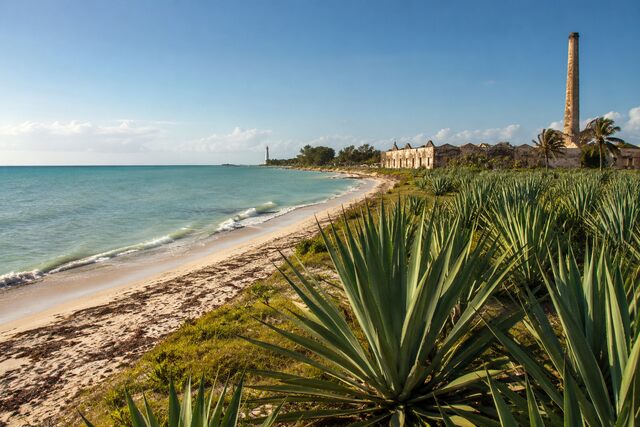 Agave plants representing the differences between sisal and henequén fiber crops