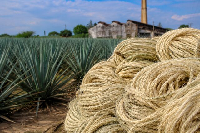 Sisal fiber coils beside a sisal plantation and historic processing building in Yucatán
